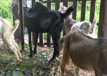 Crossbreed goat farming in Tsirang successful