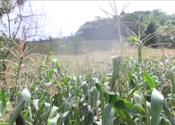 Crop Insurance Group initiated by Manas National Park benefits farmers of Norbugang-Rinchenzor