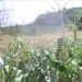 Crop Insurance Group initiated by Manas National Park benefits farmers of Norbugang-Rinchenzor