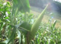 Farmers of Norboogang in Pema Gatshel celebrates good maize yield this year