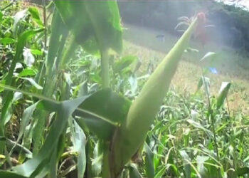 Farmers of Norboogang in Pema Gatshel celebrates good maize yield this year