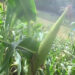 Farmers of Norboogang in Pema Gatshel celebrates good maize yield this year