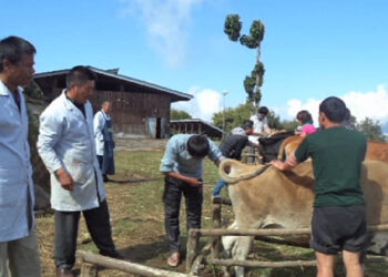 Sexed semen technology to boost dairy production in the country