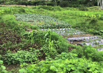 First tour guide group to venture into farming in Paro celebrates their first harvest