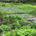 First tour guide group to venture into farming in Paro celebrates their first harvest