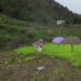 A private revival organic farming project revives 24 acres of fallow land, Trongsa