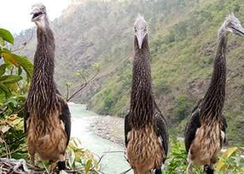 White–Bellied Heron numbers in the country not increasing as expected