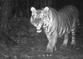 Bhutan marks Global Tiger Day with the announcement of six new tiger sightings