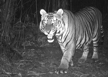 Bhutan marks Global Tiger Day with the announcement of six new tiger sightings