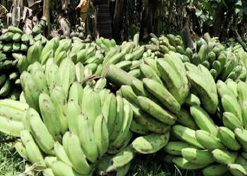 Bananas from Zhemgang to hit the Market in Thimphu