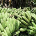 Bananas from Zhemgang to hit the Market in Thimphu