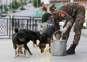 RBA starts a nationwide stray-dog feeding programme