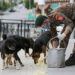 RBA starts a nationwide stray-dog feeding programme