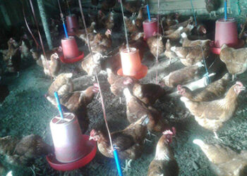 Taxi drivers on the frontlines of COVID-19 response