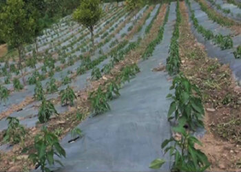 Use of mulching plastic may finally pick up among farmers in Semjong, Tsirang