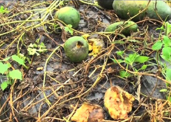 Heavy rain kills a farmer’s dream of a bountiful harvest of watermelon