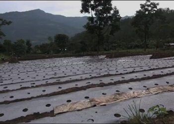 Winter chilli, Tsirang