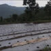 Winter chilli, Tsirang