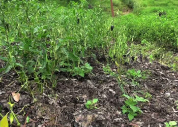 Continuous rainfall feared to affect the yield of winter chilli from Trongsa