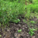 Continuous rainfall feared to affect the yield of winter chilli from Trongsa