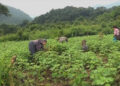Revive the cotton production affected by the pandemic