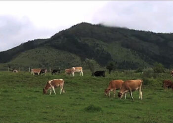 WOW and Wobthang Dairy Farm aiming at integrated farming model