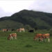 WOW and Wobthang Dairy Farm aiming at integrated farming model