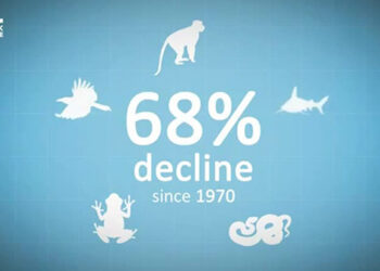 Global wildlife populations have plummeted by 68 % in the last five decades