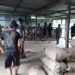 Gelegphu FCB auction yard resumes export service