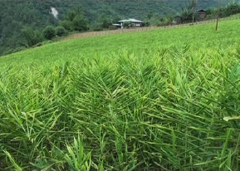 Ginger market amid the pandemic