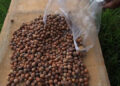 Hazelnut growers in Trongsa seeing better yields after about six years