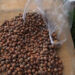Hazelnut growers in Trongsa seeing better yields after about six years
