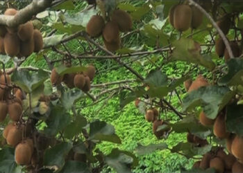 Can kiwifruit be the next cash crop for Tsirang farmers?