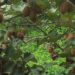 Can kiwifruit be the next cash crop for Tsirang farmers?