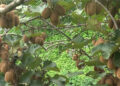 Kiwi sapling business successful, Tsirang
