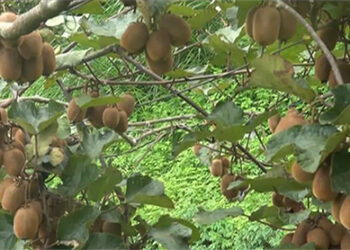 Kiwi sapling business successful, Tsirang