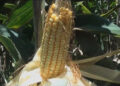 Hybrid maize to overcome the impacts of climate change with good yield potential