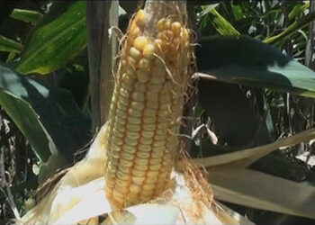 Hybrid maize to overcome the impacts of climate change with good yield potential