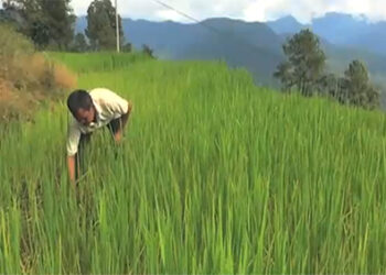 Towards food self-sufficiency in rice, Tsirang