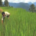 Towards food self-sufficiency in rice, Tsirang