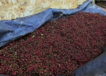 Trongsa worried about Sichuan pepper (Thingye) business