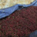 Trongsa worried about Sichuan pepper (Thingye) business