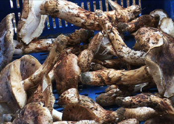 Sangay Shamu business slumping amid the pandemic