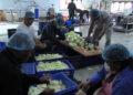 With export out of questions, preserving cabbages is challenging, Paro