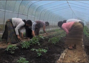Farmers Into hyrbid tomatoes, Tongphugang in Lhuentse