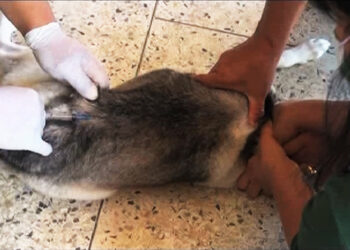 Keeping the rabies at bay, Wangdue Phodrang