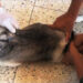 Keeping the rabies at bay, Wangdue Phodrang