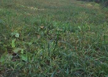 Incessant rainfall hampers winter vegetables, Tsirang