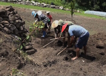 A farmer’s group in Radhi is venturing into winter vegetable production, Trashigang