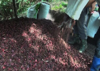 Cardamom farmers worried about market amid the pandemic, Trongsa